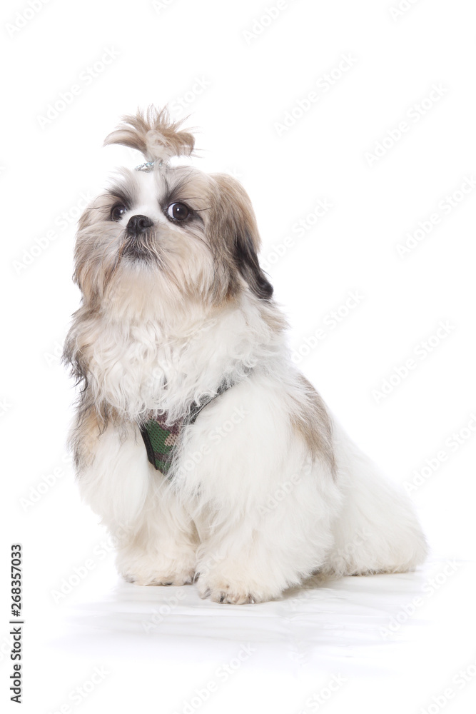 chien shih tzu assis sur fond blanc 