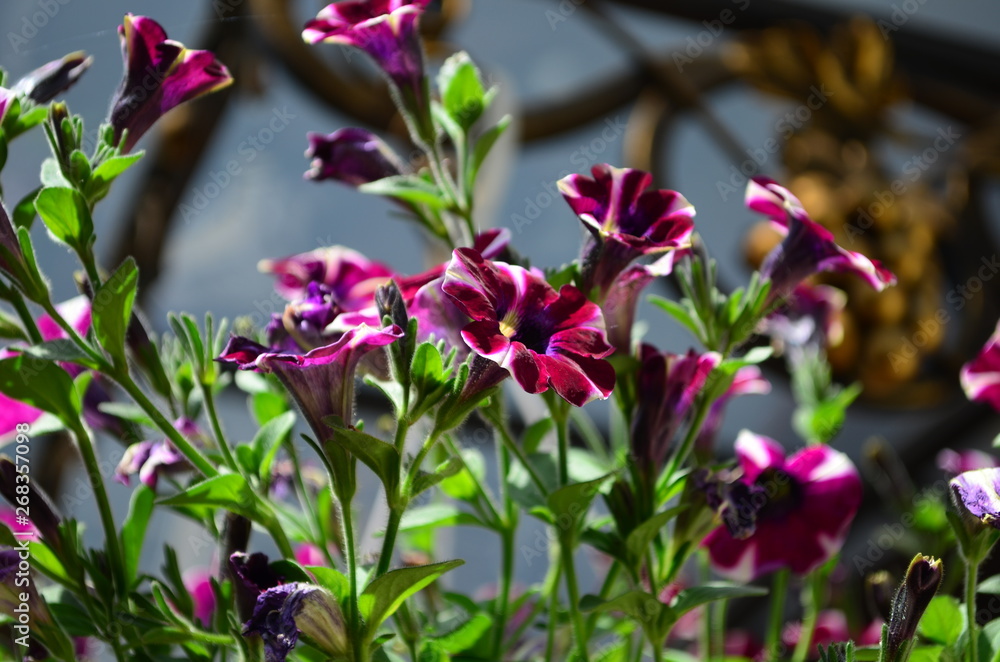 lovely colored petunia flowers in a pot lovely colored petunia flowers in a pot