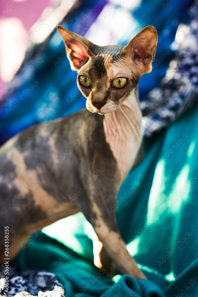 cute curious hairless sphynx cat sitting on colorful textile