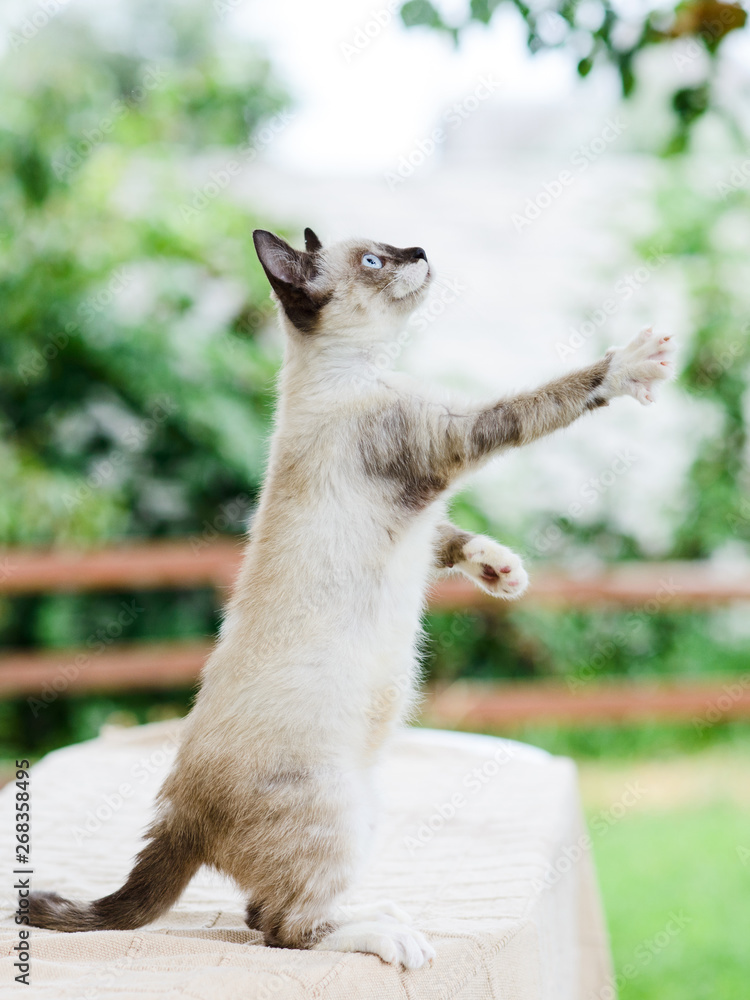 cat catching toy by paws, claws released, standing on legs Stock Photo
