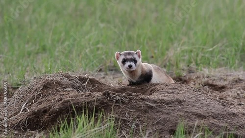 An Endangered Black-footed Ferret Exploring the Prairie in Colorado