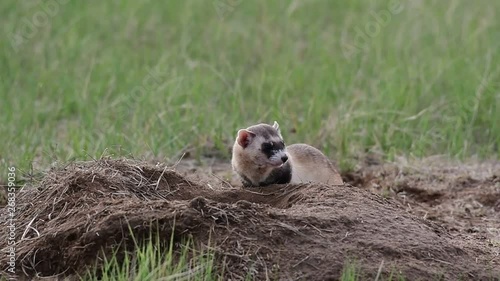 An Endangered Black-footed Ferret Exploring the Prairie in Colorado