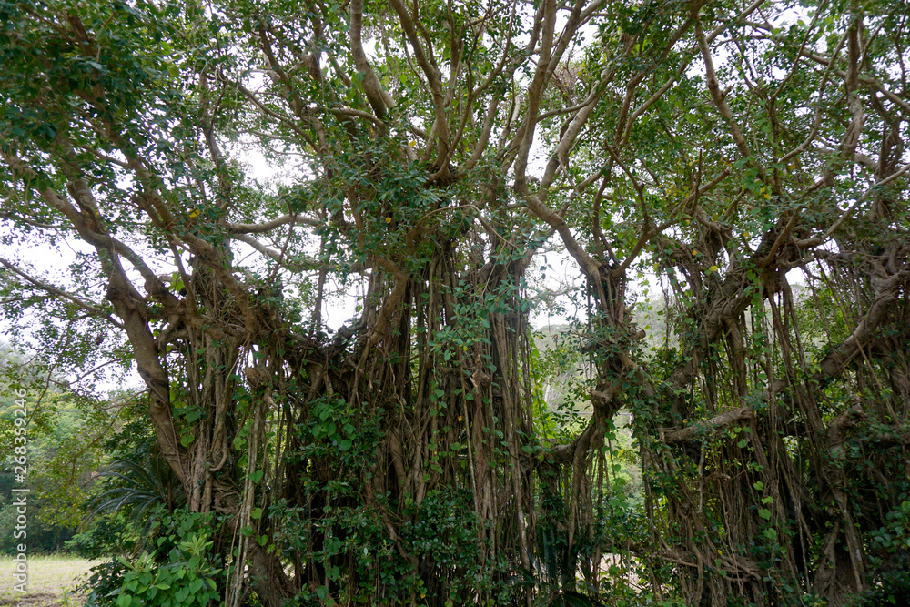 鹿児島県,奄美大島,ガジュマルの木