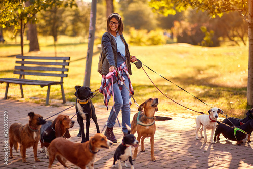 Photography Professional Dog Walker - group of dogs with woman dog walker enjoying in walk outdoors