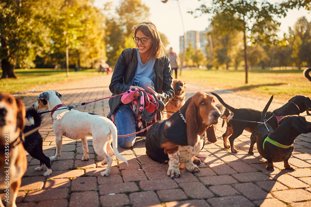 woman walking a group of dogs and enjoying outdoors. woman walking a group of dogs and enjoying outdoors.