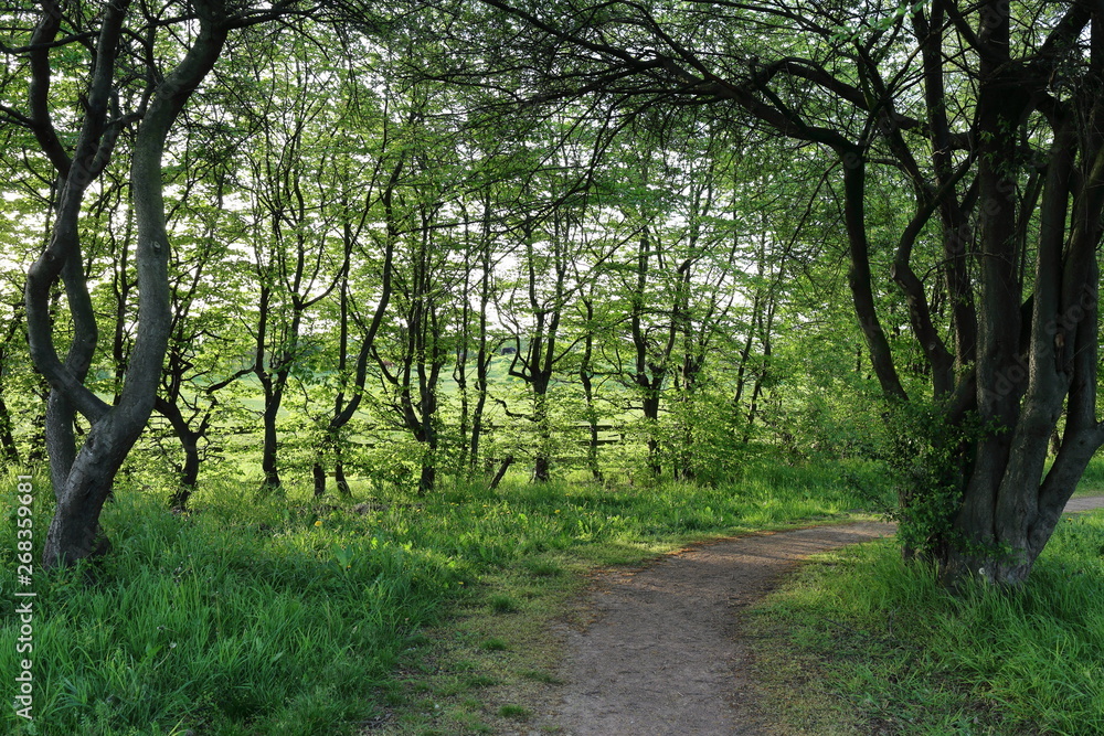 Fototapeta premium Walk in the countryside, relaxation