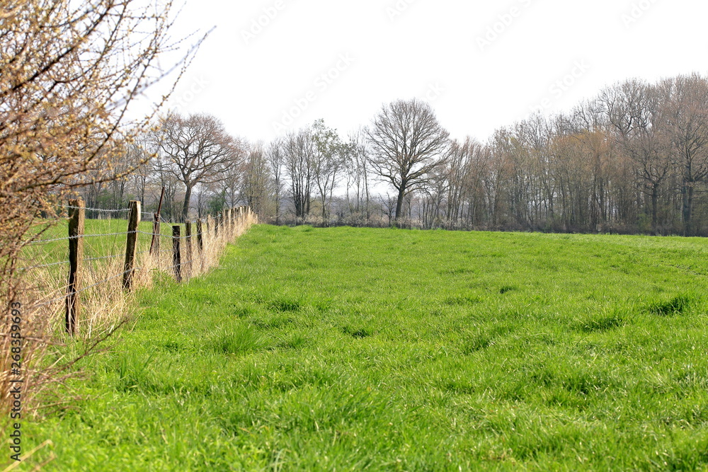 Fence row at green pasture