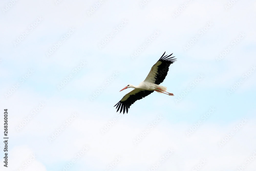 stork in flight