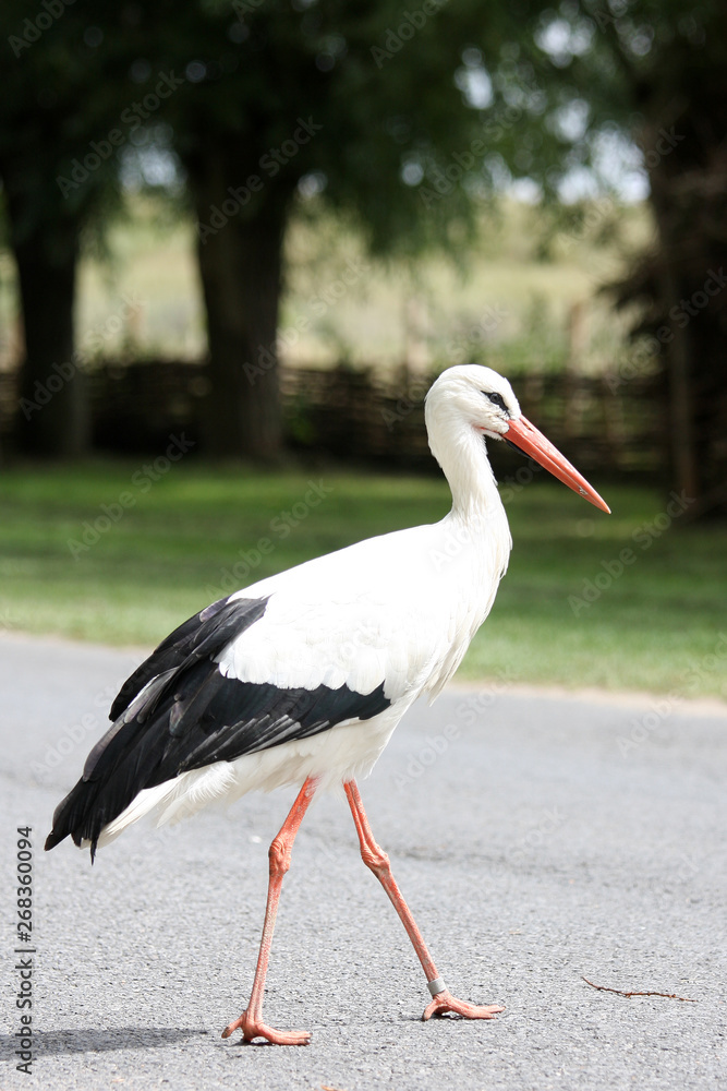 stork on a white background stork on a white background