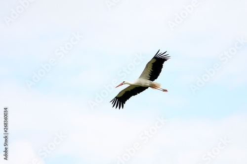 stork in flight © Charlotte