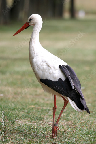 white stork in the field © Charlotte