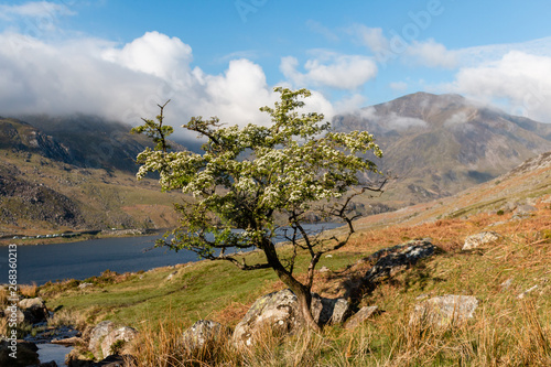 Tree in bloom above lake in Snowdonia