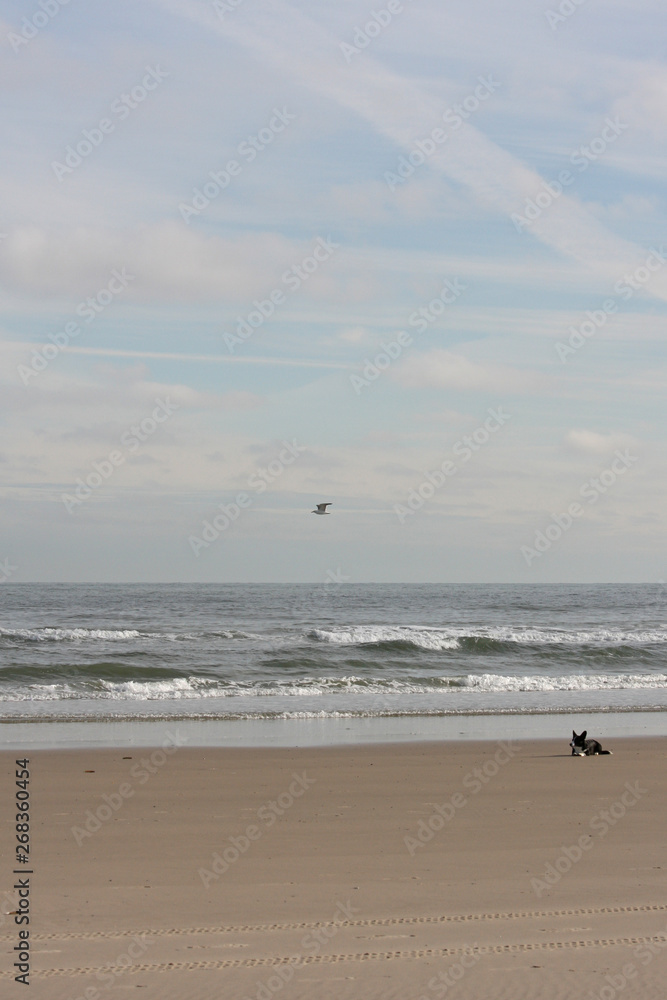 bird flying over the sea on beach