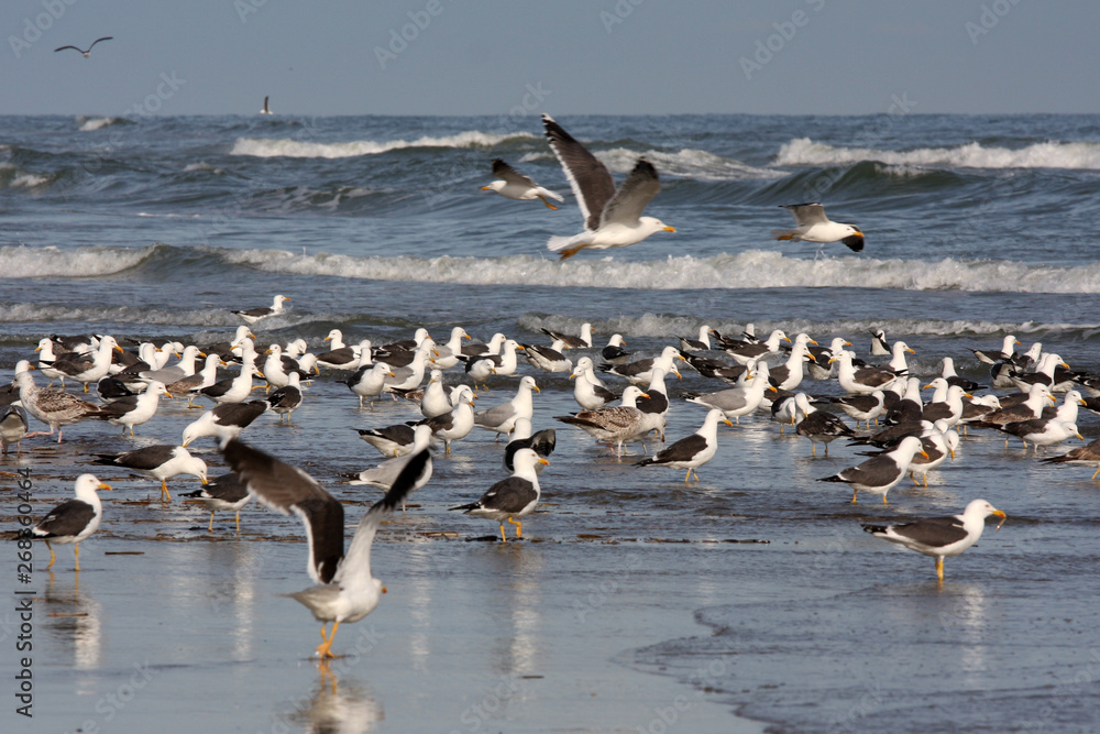 seagulls on the beach at Terschelling