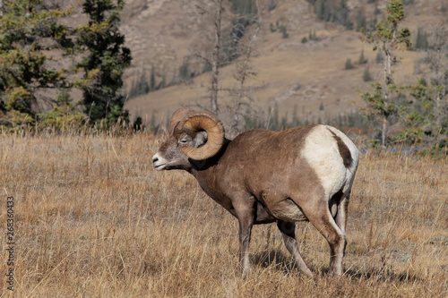 Big Horn Sheep in Jasper National Park, Alberta Canada