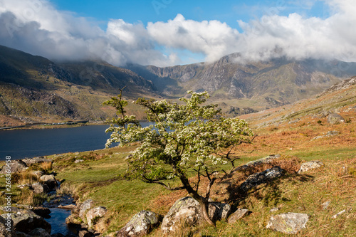 Tree in bloom above lake in Snowdonia