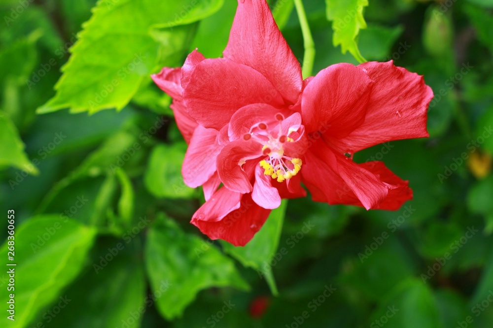 Obraz premium red hibiscus flower in the garden