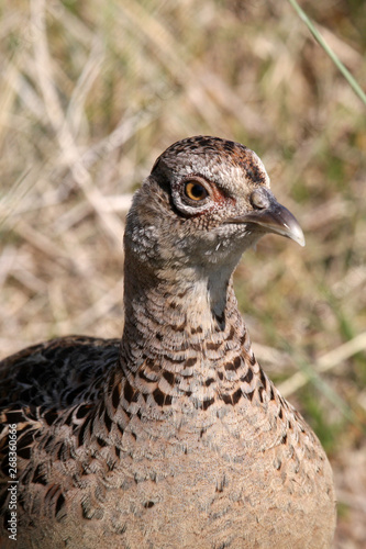portrait of pheasant