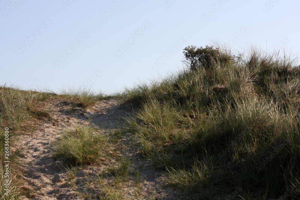 path in dunes at Terschelling path in dunes at Terschelling