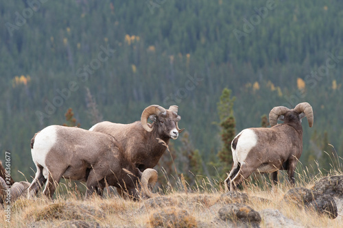 Big Horn Sheep in Jasper National Park  Alberta Canada