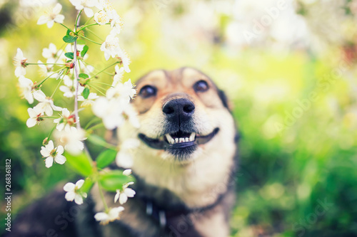 portrait of a cute puppy sitting in a spring may garden among the branches of...