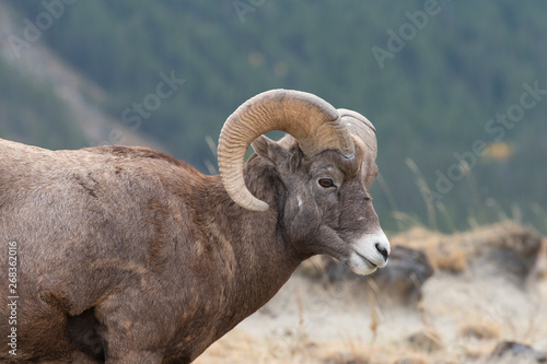 Big Horn Sheep in Jasper National Park, Alberta Canada