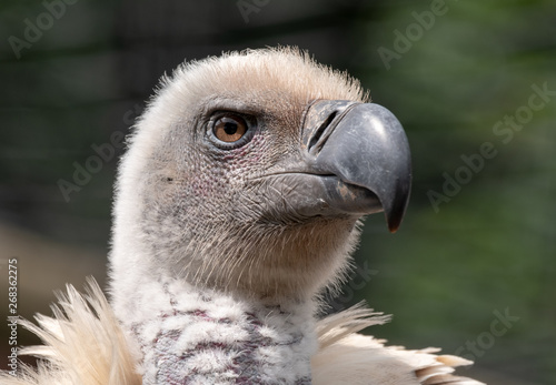 Cape Griffon vulture  large raptor indigenous to the area  photographed in the Drakensberg mountains near Cathkin Peak  Kwazulu Natal  South Africa