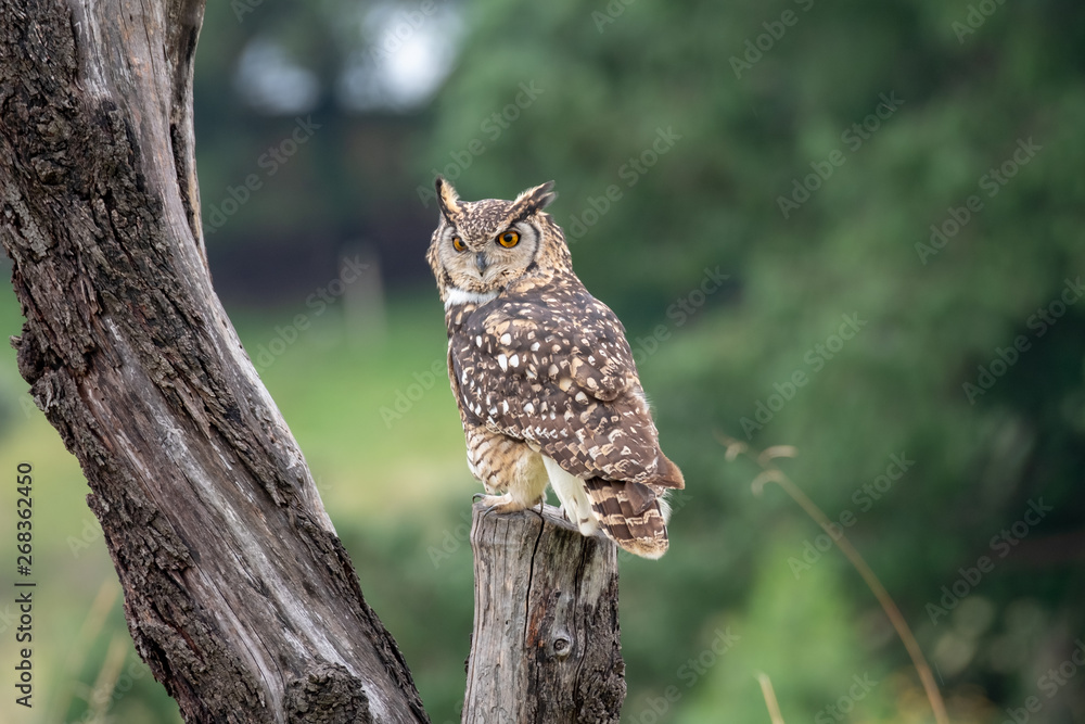Obraz premium Eagle owl in a tree, photographed in the Drakensberg mountains near Cathkin Peak, Kwazulu Natal, South Africa
