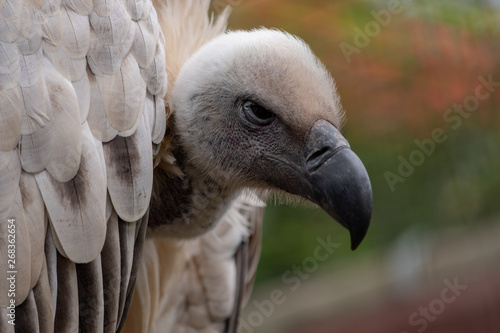 Cape Griffon vulture, large raptor indigenous to the area, photographed in the Drakensberg mountains near Cathkin Peak, Kwazulu Natal, South Africa © Lois GoBe
