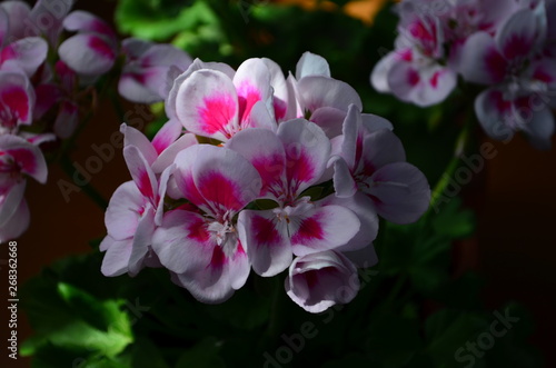 beautiful bright flower geranium in a pot