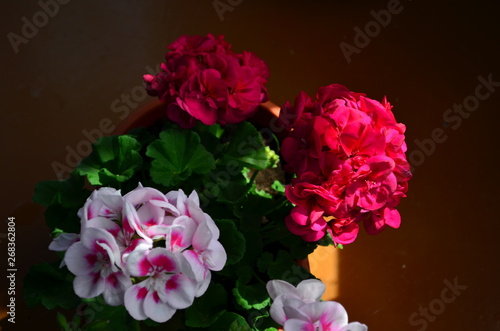 beautiful bright flower geranium in a pot