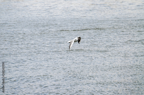 birds and water in spring © Марина Ульянова