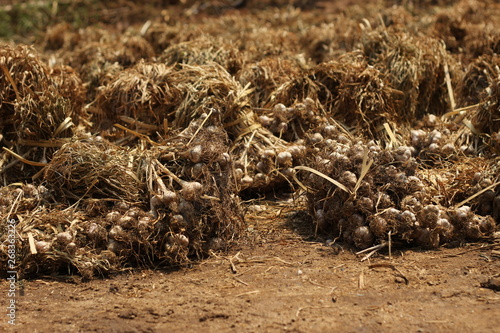 packs of tyed green rolls of freshly picked small garlic cloves ready to be dried for replanting or consumption after a good harvest in Northern Thailand, Southeast Asia