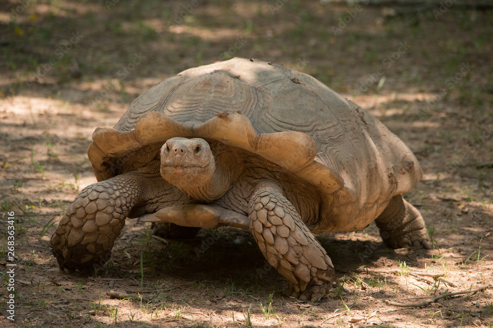Obraz premium Aldabra Tortoise