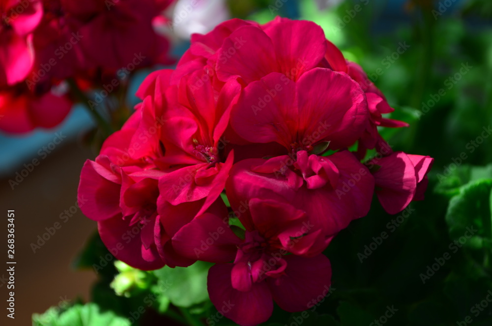 beautiful bright flower geranium in a pot beautiful bright flower geranium in a pot