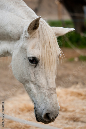 caballo blanco comiendo crin blanca