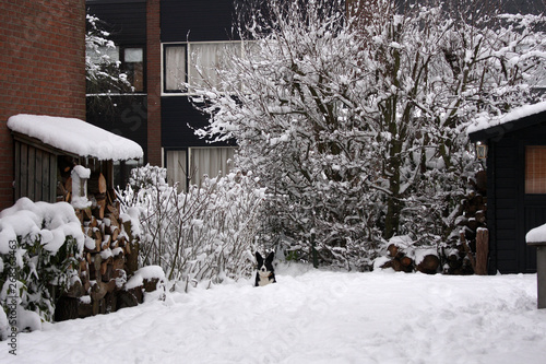 Dog in snowy garden © Charlotte