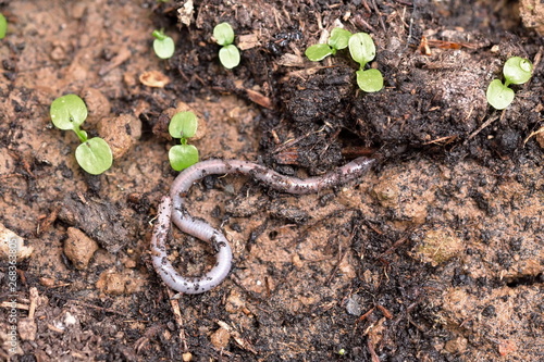 Earthworm, spiraling on topsoil