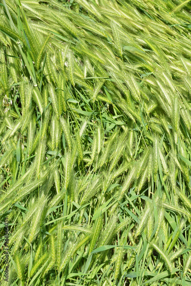 herbs in the wind on green background herbs in the wind on green background