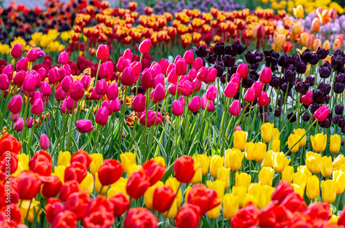 Field of Tulips in Holland