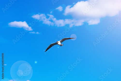 Creative layout with a copy space. Background made of bright blue sky, white clouds  and a flying seagull