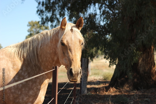 one lone golden colored horse in it's dusty dry field under the shade of a tree in a fenced paddock on a rural farm, New South Wales, Australia