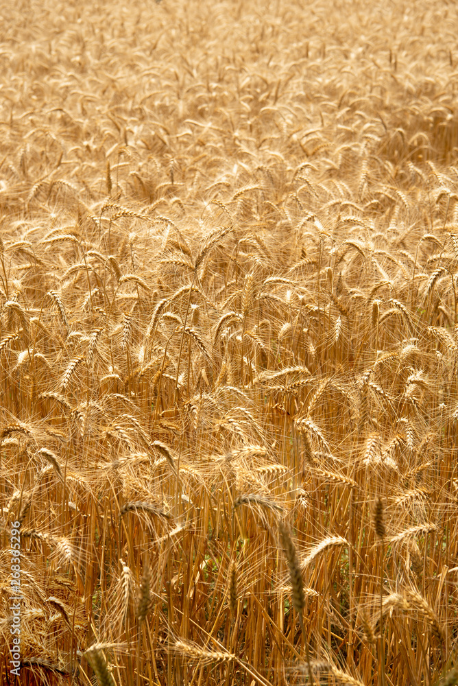 Fields of wheat 