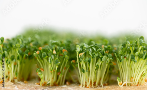 Close up of Sprouting Clover Seeds