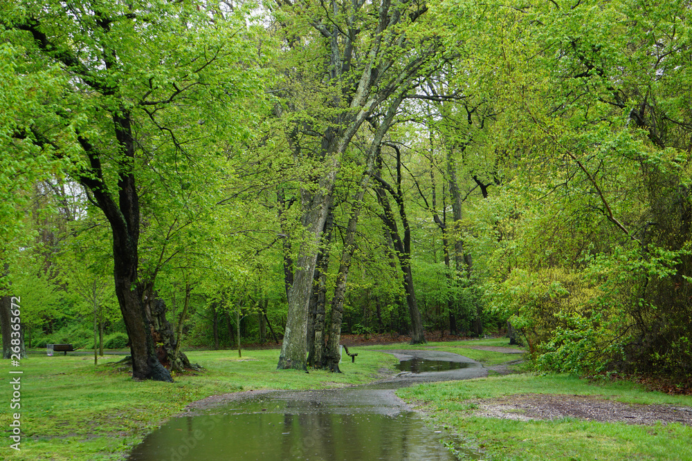 Forest Forest