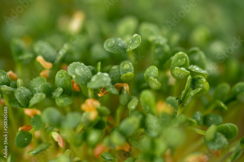 Close up of Sprouting Clover Seeds