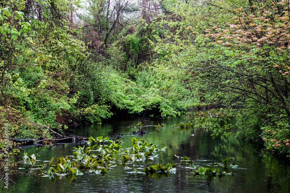 Lake in the Woodlands