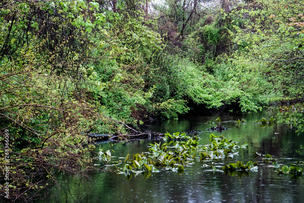 Lake in the Woodlands Lake in the Woodlands