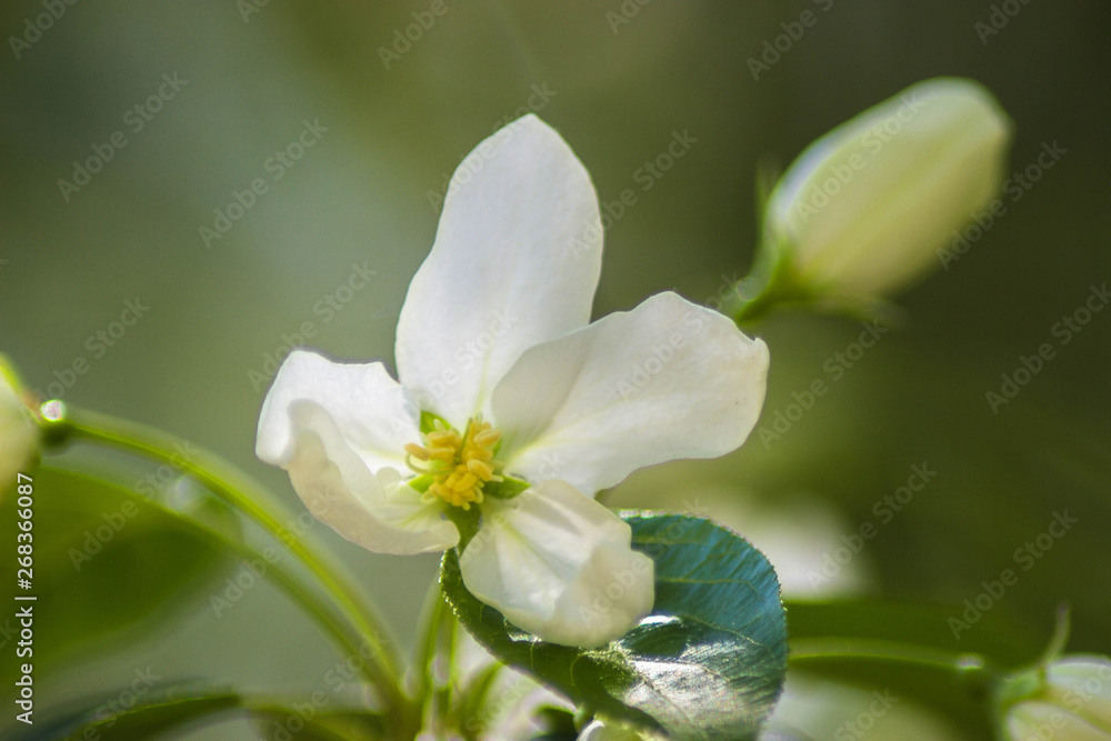 White flower on a branch under the sun White flower on a branch under the sun