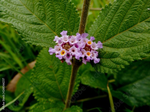 lippia alba - erva cidreira photo